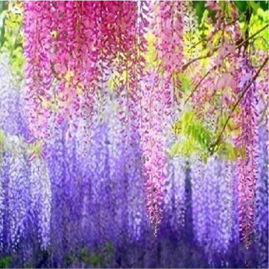 Nuevas Semillas de Flores de Glicina Púrpura Frescas 10pcs Genéricas - Variante 1 - Ver 1