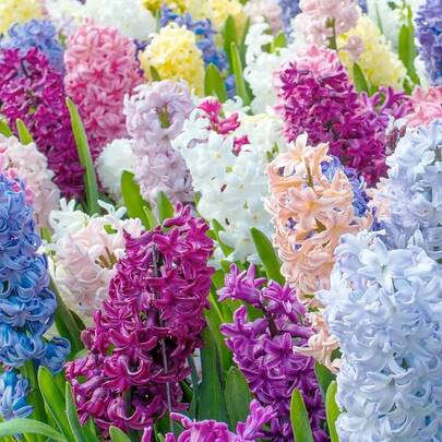 20 piezas de semillas de flores frescas raras, semillas de lirio