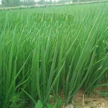 Vitality Seeds Exquisite Gift Seeds 226 Four-Season Leek Seeds Garden Balcony Potted Onion Vegetable Seeds Easy To Plant Vegetables And Fruit Seeds In Four Seasons - 226件 - 查看 4