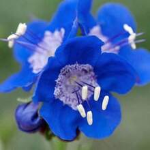 Piezas de Semillas de Flor de Campanilla Azul de California - PHACELIA CAMPANULARIA / (FL118) - Variante 1 - Ver 1