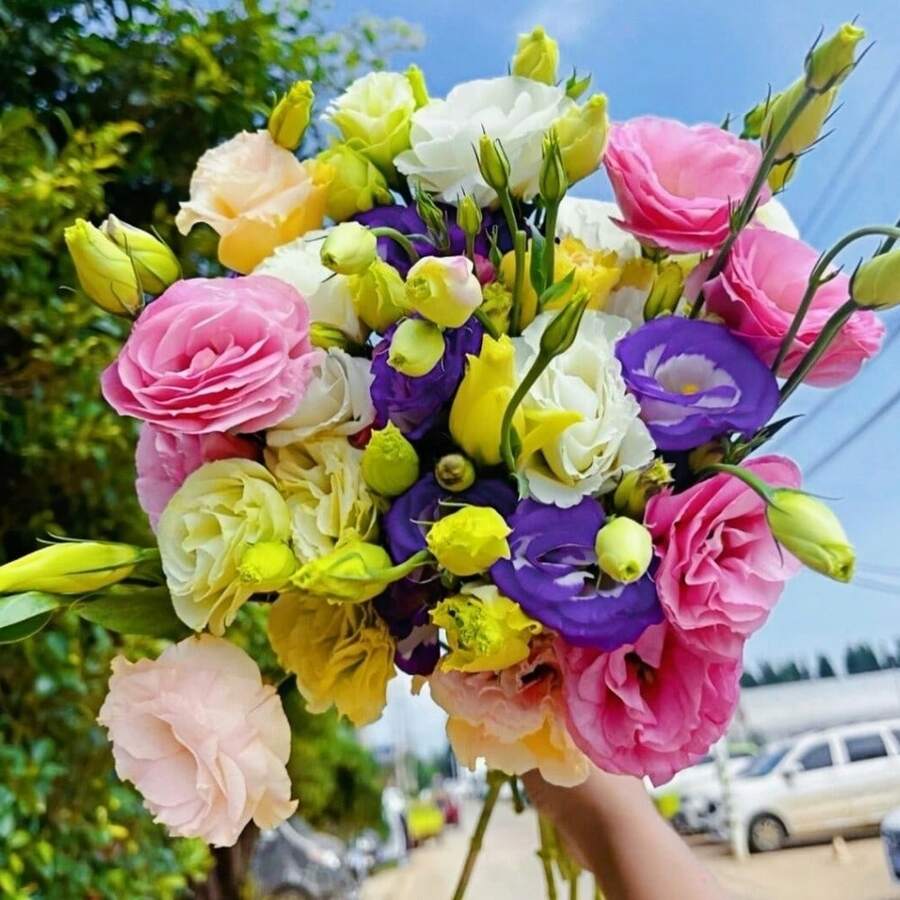127 piezas de flores rosadas, blancas y moradas - Risan, Alyssa, semillas de flores cortadas - flores premium para familias y jardineros profesionales - 127 - Ver 1