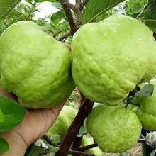 Vitality Seeds Exquisite Gift Seeds 1000 Kinds Of White Melon Doll Seeds, Guava Variant - 1 Pack - 查看 2
