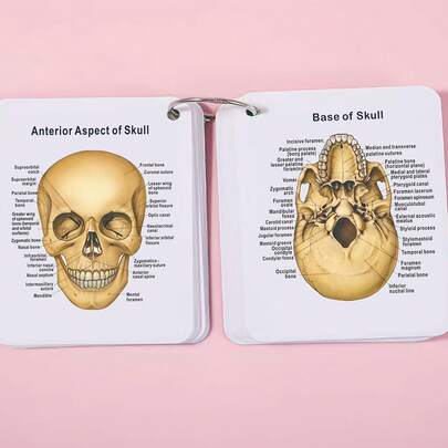 Human Skeleton Cards ,Human Body Anatomy,Skeletal System,Diagram Of Human Skeleton,Bones Of The Body Flashcards,My Bones Cards.