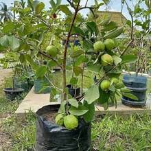 Vitality Seeds Exquisite Gift Seeds 1000 Kinds Of White Melon Doll Seeds, Guava Variant - 1 Pack - 查看 7