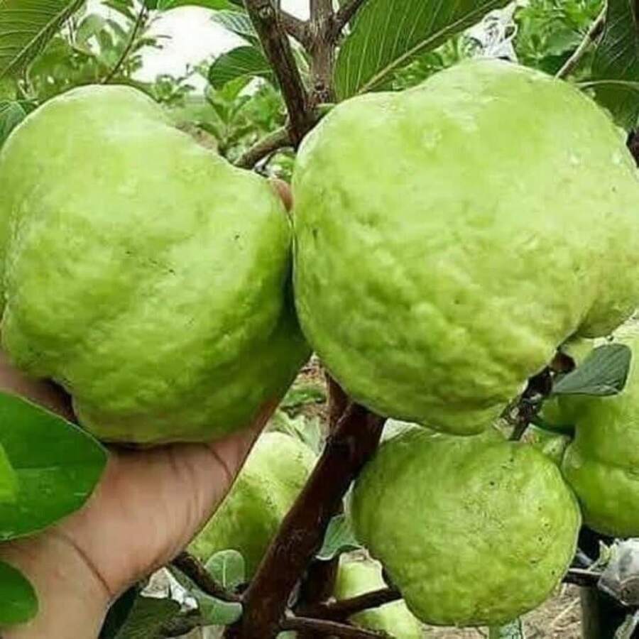 Vitality Seeds Exquisite Gift Seeds 1000 Kinds Of White Melon Doll Seeds, Guava Variant - 1 Pack - 查看 1