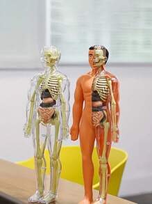 一套儿童模拟人体器官模型认知解剖玩具，早教益智玩具，儿童科学实验套装，带可拆卸器官的医学教学骨骼模型，骨骼医学解剖STEM玩具，中小学生人体内部器官医学组装玩具，教育玩具 - 彩色 - 查看 5