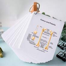 Human Skeleton Cards ,Human Body Anatomy,Skeletal System,Diagram Of Human Skeleton,Bones Of The Body Flashcards,My Bones Cards.