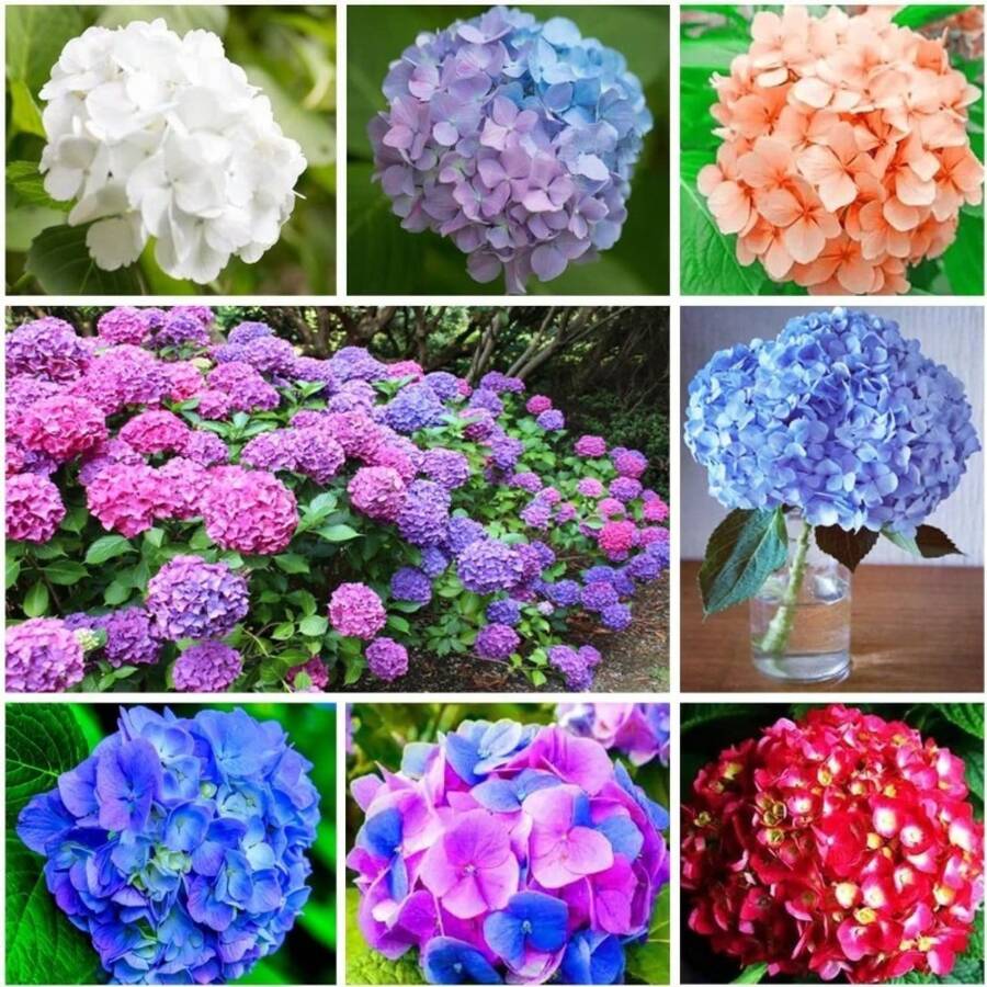 semillas de flores de invierno de durazno mezcladas, plantas esponjosas de rápido crecimiento, aroma hermoso, adecuadas para decoración de jardines al aire plantas sostenibles para el hogar, adecuadas para regalos - 100 - Ver 1