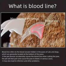 1个宠物指甲钳，带LED灯和放大镜，方便清晰地修剪指甲，包含指甲碎屑收集器、指甲锉、手持式指甲修剪器，适用于狗、猫和小型动物，橙色指甲钳，多色指甲锉，宠物美容工具