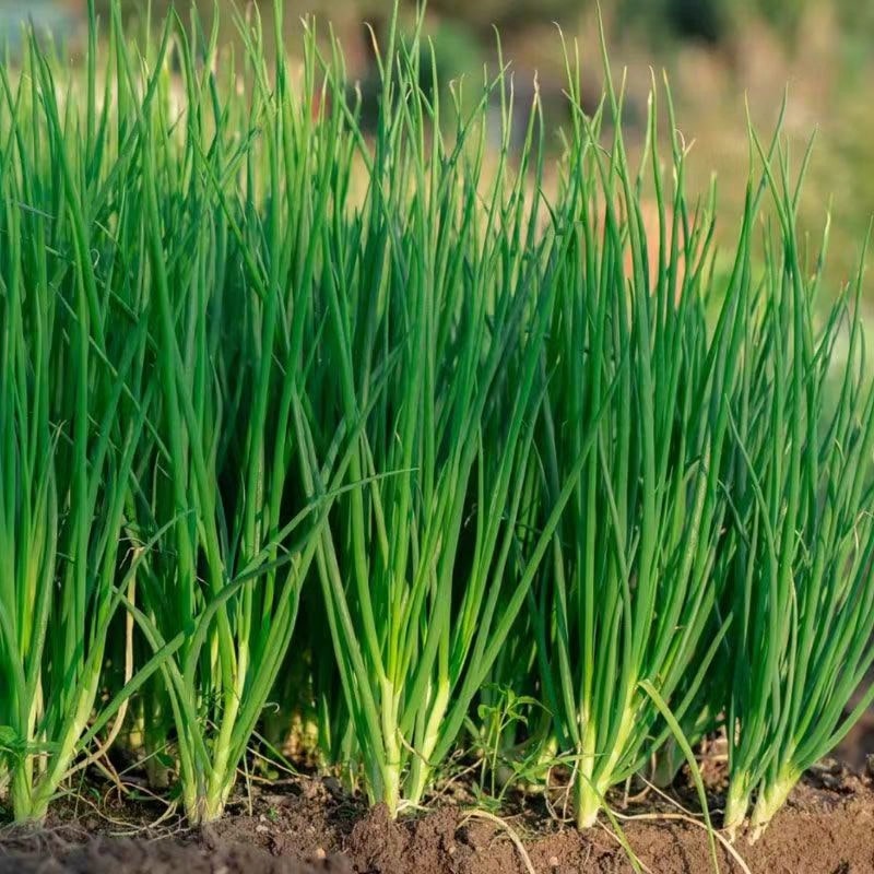 Vitality Seeds Exquisite Gift Seeds 226 Four-Season Leek Seeds Garden Balcony Potted Onion Vegetable Seeds Easy To Plant Vegetables And Fruit Seeds In Four Seasons - 226件 - 查看 1