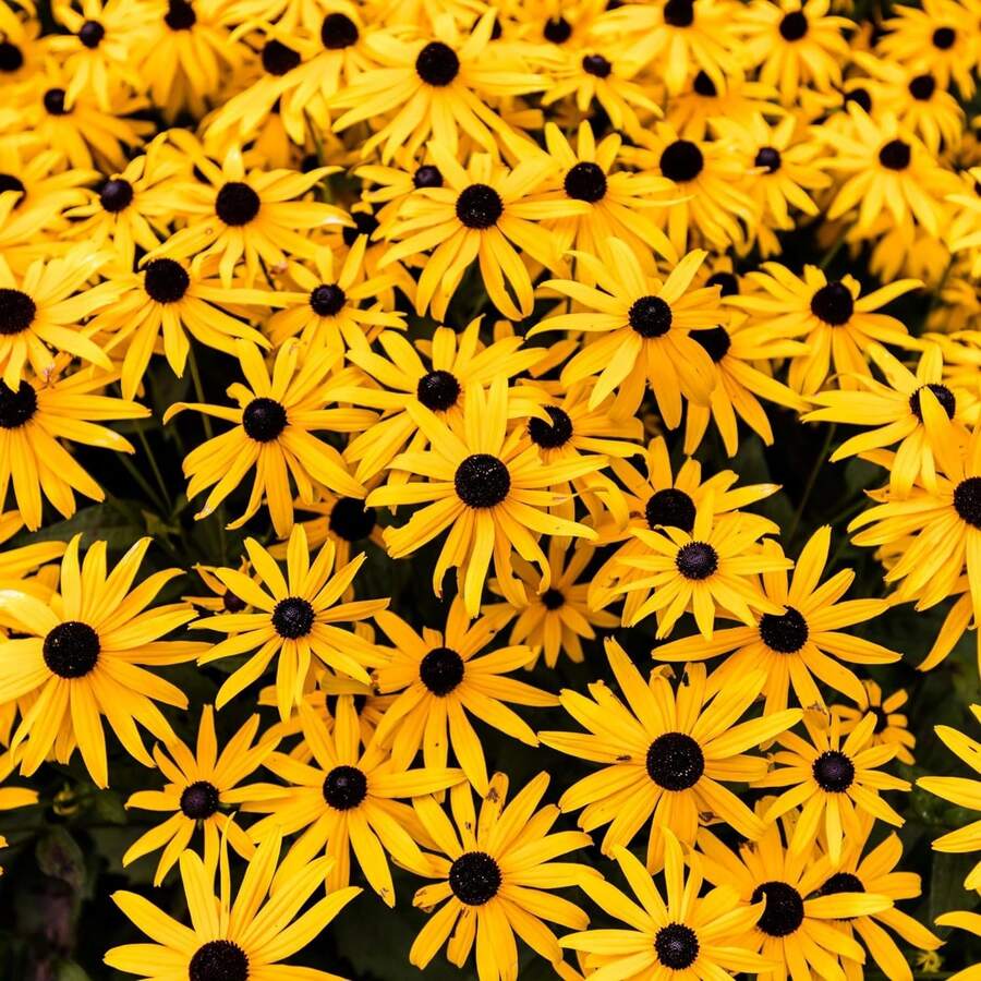 Semillas de Flor Black Eyed Susan para Plantar - Atrae Polinizadores - 3000 piezas - Ver 1
