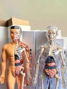一套儿童模拟人体器官模型认知解剖玩具，早教益智玩具，儿童科学实验套装，带可拆卸器官的医学教学骨骼模型，骨骼医学解剖STEM玩具，中小学生人体内部器官医学组装玩具，教育玩具 - 彩色 - 查看 3