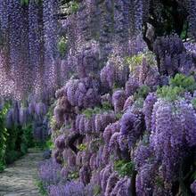 500 semillas de glicina fáciles de cultivar - Enredaderas de floración impresionantes que son fáciles de cultivar con altas tasas de germinación 10 semillas de flores de enredadera raras - fáciles de cultivar, hermosas plantas de jardín, la primera opción para decoración de jardín, perfecta opción de regalo - SEMILLA - Ver 6