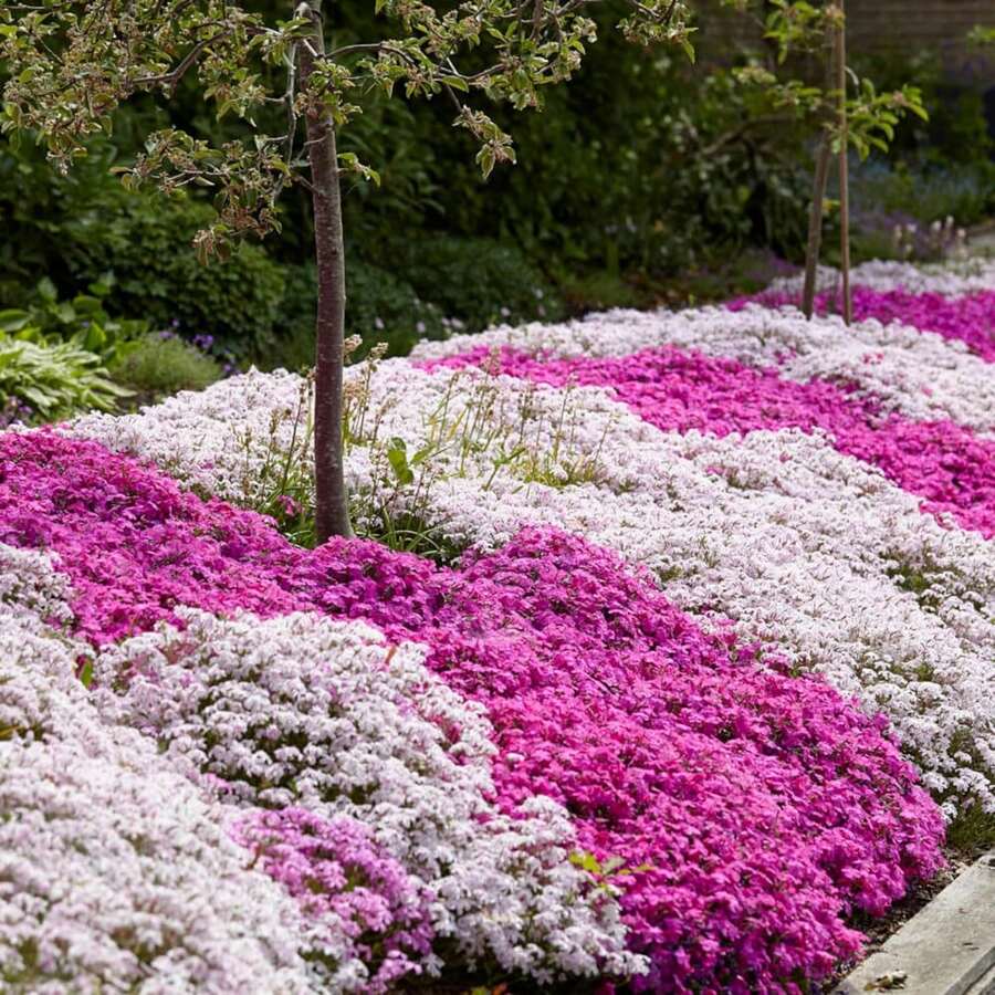 200 Semillas de Phlox Creepers para Plantar - Semillas de Phlox Brillantes Plantas Perennes de Cubierta de Tierra - Semillas de Flores Anuales para el Hogar y el Jardín - 200 piezas - Ver 1