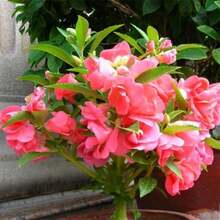 200 semillas de alfalfa para plantar en jardín o maceta, variedad resistente y fácil de cultivar, excelente para decoración natural, mejora del suelo, jardinería ecológica, ideal para espacios verdes interiores y exteriores - 200 - Ver 1