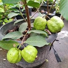 Vitality Seeds Exquisite Gift Seeds 1000 Kinds Of White Melon Doll Seeds, Guava Variant - 1 Pack - 查看 6