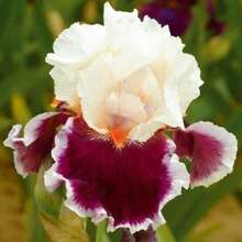 120 piezas de semillas de flor de iris, semillas de plantas - 120 piezas - Ver 1