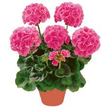 Semillas de Flor de Geranio Crecen Fácilmente Perenne Hermosa Flor en Tu Jardín Interior o Exterior Flores de Follaje Exótico Bonsái - 100 piezas - Ver 1