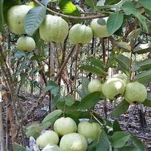Vitality Seeds Exquisite Gift Seeds 1000 Kinds Of White Melon Doll Seeds, Guava Variant - 1 Pack - 查看 5