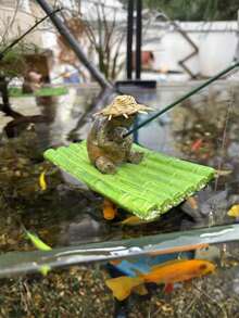 1pc Resin Bamboo Row Floating Hedgehog And Turtle Fishing Figurine, Garden Pond Decoration, Suitable For Courtyard, Garden, Rockery, Swimming Pool, Fish Tank, Water Landscape Decoration. - Multicolor - View 12