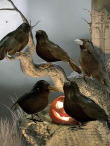 6 件/1 件逼真的黑乌鸦羽毛动物万圣节道具装饰，室内室外怪异黑乌鸦装饰家居装饰万圣节装饰秋季装饰房间装饰 - 彩色 - 查看 2