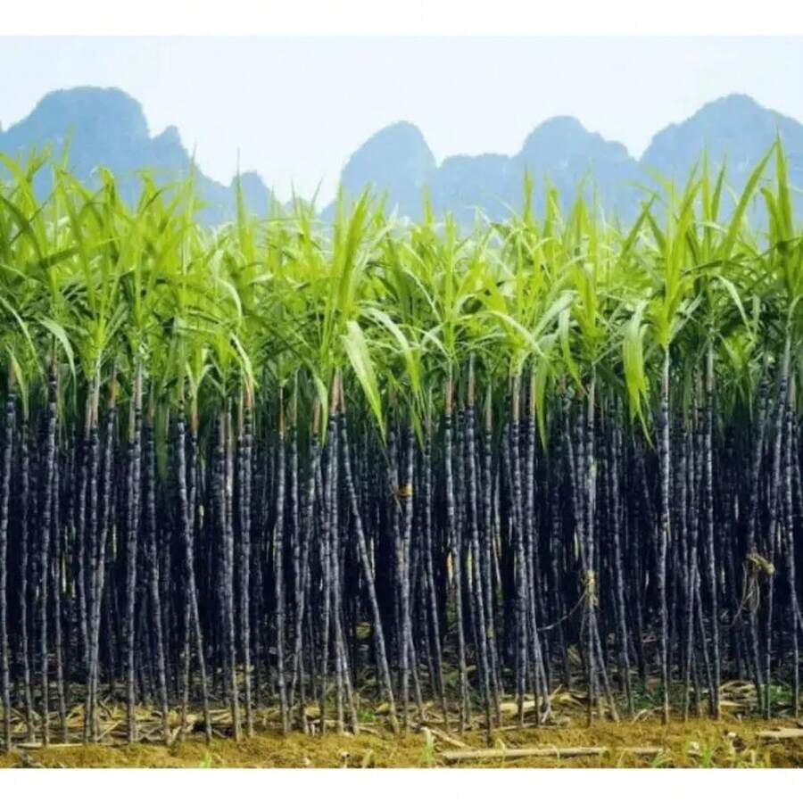 50 Semillas de Planta de Caña de Azúcar Tradicional y No GMO Crecimiento Alto Fruta Dulce Fácil de Cultivar Bajo Mantenimiento Gran Regalo de Jardinería para Jardinería al Aire Libre - Variante 1 - Ver 1