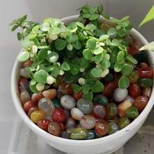 100جرام/150جرام/200جرام/300جرام أحجار عقيق ملونة، حصى، ديكور حوض السمك، ديكور المنزل، لتزيين الأحواض المائية، أصص النباتات الصغيرة، ديكور الحديقة، حصى حوض السمك، ديكور النباتات