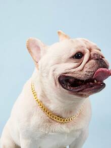 PETSIN 鑽石寵物項圈配金屬鍊和安全扣設計，寵物金屬項圈飾品 - 金色 - 查看 3