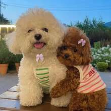 50pcs Pink Bow Pet Headwear, Suitable For Dog Cat Pet Grooming And Beauty Accessories, Cute Pet Decoration For Holidays