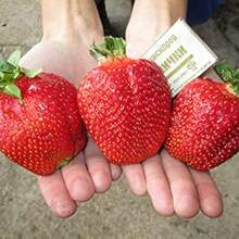 174 piezas de semillas de fresa gigante trepadora, semillas de fruta heredosa trepadora perenne para plantar en el jardín del hogar - 174 - Ver 1