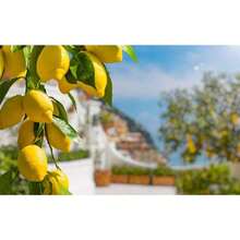 300 Dwarf Lemon Bonsai Tree Seeds - Growing Miniature Fruit Tree Bonsai - 彩色 - 查看 2