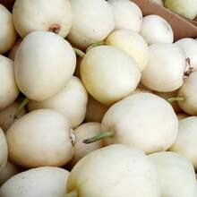 Semillas de Frutas y Verduras Jardín Fragante Semillas Blancas de Cáscara Dulce Semillas de Melón de Cáscara Fina Semillas de Melón Blanco - 100 semillas - Ver 5