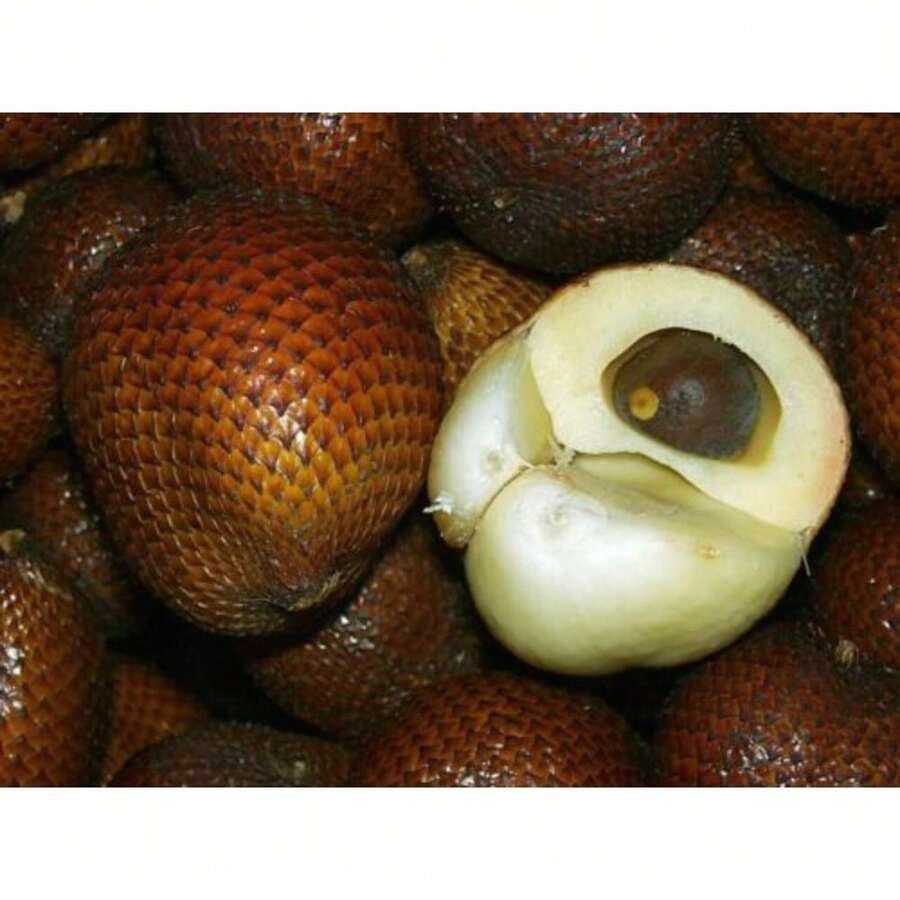 300 piezas de semillas de fruta salak, fruta tropical salak/fruta serpiente/semillas de fruta serpiente - 300 piezas - Ver 1