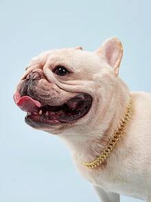 PETSIN 鑽石寵物項圈配金屬鍊和安全扣設計，寵物金屬項圈飾品 - 金色 - 查看 4