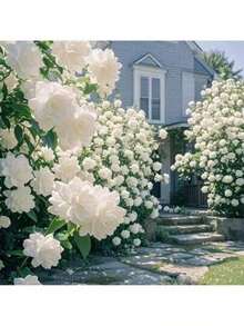Growing Rapidly Premium Gift Seeds Fragrant Gardenia Seeds For Backyard Plantings Easy-To-Maintain Evergreen Shrub, Easy-To-Grow Flowers | Cottage Garden Decor, Drought Tolerant (100 Pcs) - 100PCS - 查看 1