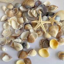 1box Unique Ocean Style Mix Mini Conch Shells - Ocean Style Scented Candle Drop Glue Art DIY Materials, Handmade Gifts For Wedding Parties - Multicolor - View 7