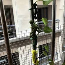 6pcs Plant Racks - Sturdy Stem Racks That Promote Healthy Plant Growth, Are Easy To Propagate And Thrive In An Indoor Garden - The Perfect Gift For Plant Lovers And Enthusiasts - 軍綠色 - 查看 3