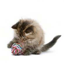 2.36/2.76/3.15英寸防咬宠物狗咬玩具适用于中小型犬牙齿清洁幼犬猫绳球玩具玩耍宠物用品宠物玩具球狗球大中小号绳球结编织磨牙球狗咬绳宠物 - 彩色 - 查看 4