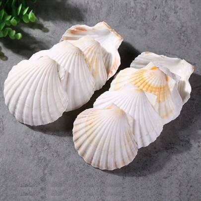 20 Pcs Natural Scallop Shells White Sea Shells From Sea Beach For DIY Craft Home Decor
