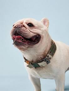 PETSIN 1pc Adjustable Nylon Dog Collar, Military Tactical Training Dog Collar With  Patch Panel, Suitable For Medium & Large Dogs