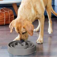 Outward Hound Fun Feeder Slo Bowl, Comedero lento para perros, Grande/Regular, Turquesa