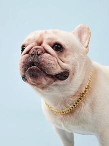 PETSIN 鑽石寵物項圈配金屬鍊和安全扣設計，寵物金屬項圈飾品 - 金色 - 查看 2