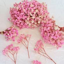 وردي فاتح (جيبسوفيلا)