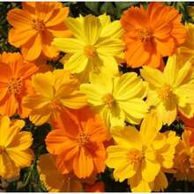 Growing Rapidly Premium Gift Seeds 480 Dwarf Pollenaceae Seeds Scientific Name: Cosmos Sulphureus, A Great Home Garden Gift - 480 - 查看 3