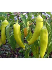 Growing Rapidly Premium Gift Seeds Gift 500pcs 50+Sweet Banana Pepper Seeds (Capsicum Annuum)Heirloom Non-GMO Fresh USA - 預設 - 查看 3