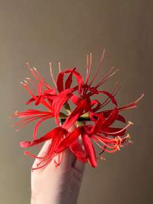 1个优雅波西米亚风宇宙花发夹，甜美仿花侧边发夹，散发复古气息，适合拍照，搭配女士海滩度假装扮，发饰 - 大紅色 - 查看 4