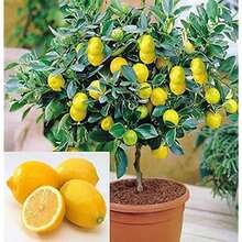 300 Dwarf Lemon Bonsai Tree Seeds - Growing Miniature Fruit Tree Bonsai - 彩色 - 查看 1
