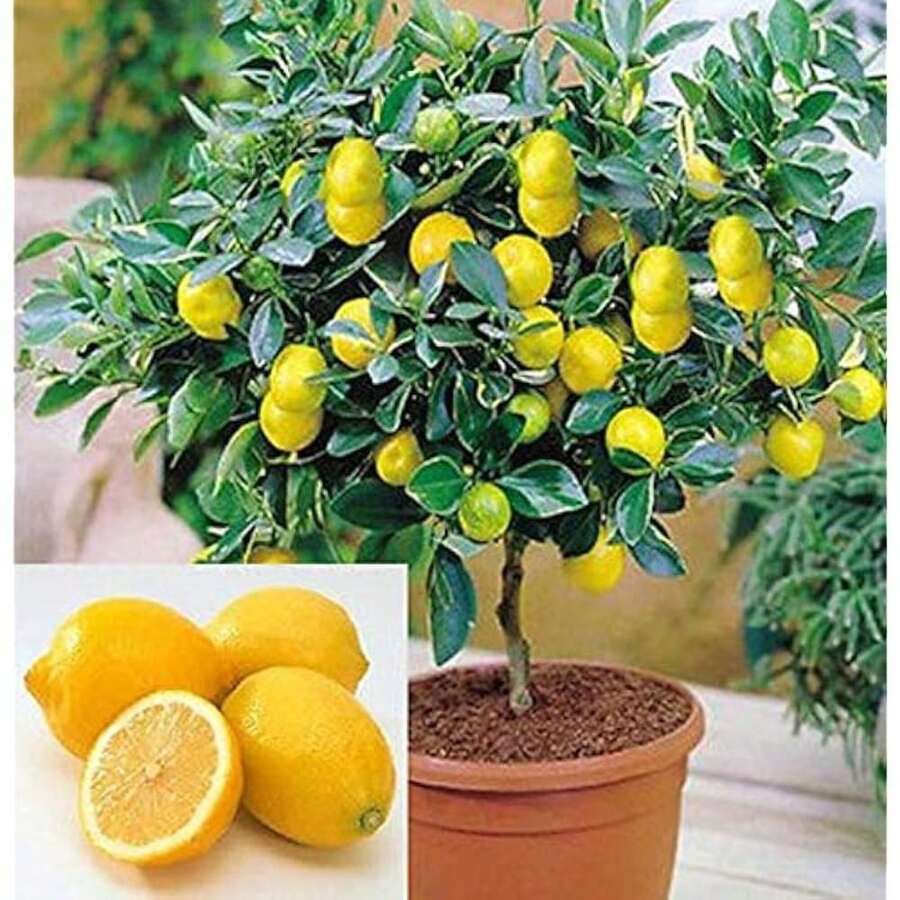 300 Dwarf Lemon Bonsai Tree Seeds - Growing Miniature Fruit Tree Bonsai - 彩色 - 查看 1