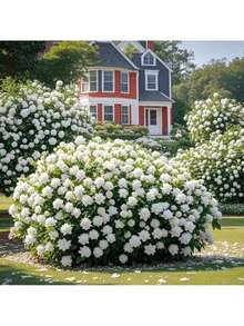 Growing Rapidly Premium Gift Seeds Fragrant Gardenia Seeds For Backyard Plantings Easy-To-Maintain Evergreen Shrub, Easy-To-Grow Flowers | Cottage Garden Decor, Drought Tolerant (100 Pcs) - 100PCS - 查看 4