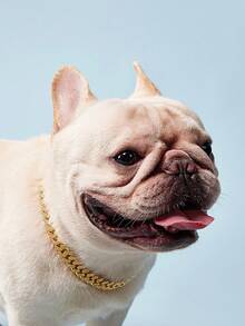 PETSIN 鑽石寵物項圈配金屬鍊和安全扣設計，寵物金屬項圈飾品 - 金色 - 查看 10